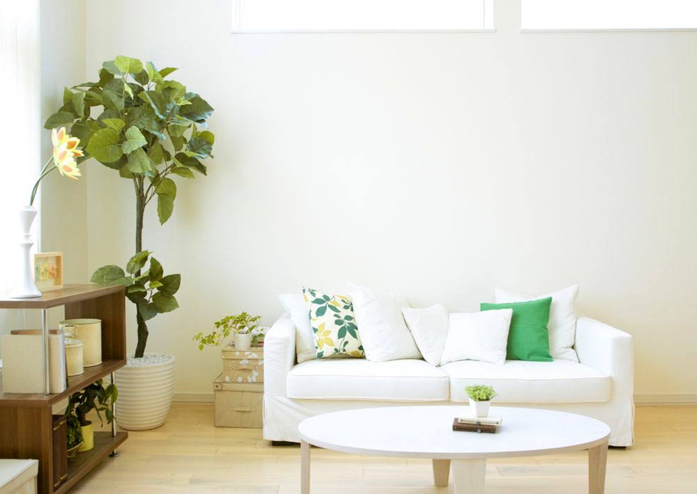室內(nèi)植物怎么選，室內(nèi)植物種植的注意事項